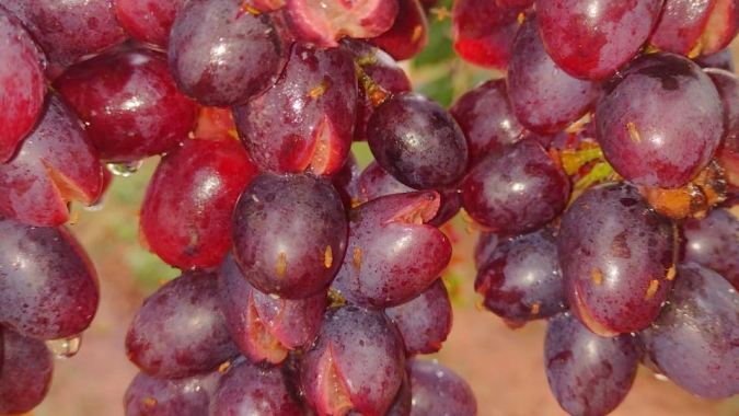 Chuvas causam prejuízos de R$ 45 milhões aos produtores de frutas de Petrolina – PE