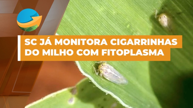 Santa Catarina monitora cigarrinhas em lavouras recentes de milho e acende alerta para presença do fitoplasma