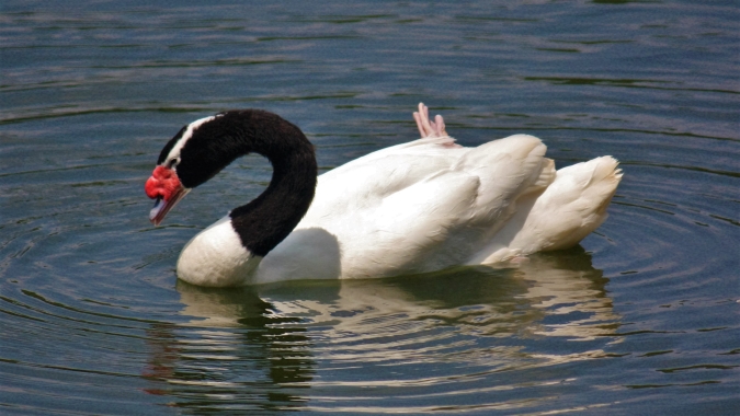 Uruguai detecta quarto caso de gripe aviária em cisnes de pescoço preto