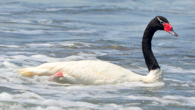 Rio Grande do Sul registra primeiro foco de influenza aviária em aves silvestres