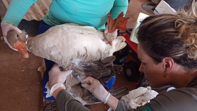 Agrodefesa realiza exames em aves para assegurar ausência de Influenza Aviária e Doença de Newcastle, em Goiás