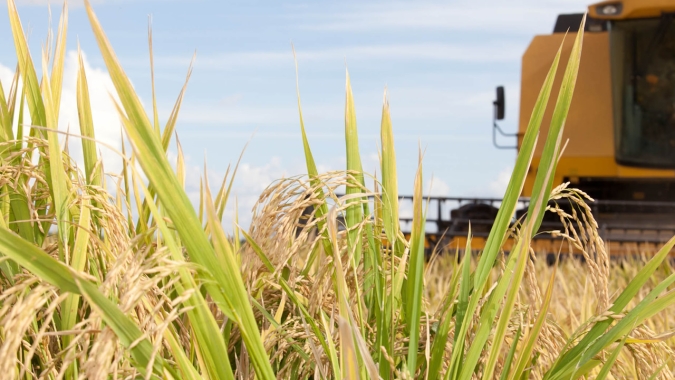 Colheita do arroz começa no RS em safra marcada pelo excesso de chuvas no plantio