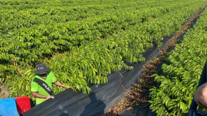 Faturamento bruto das lavouras dos Cafés do Brasil foi estimado em R$ 116,42 bilhões em 2025