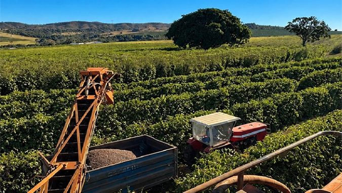 Colheita de café arábica encerra julho em 66% na área da Expocacer