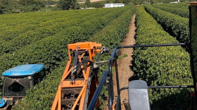 Colheita de café arábica na área de atuação da Expocacer avança para 32%