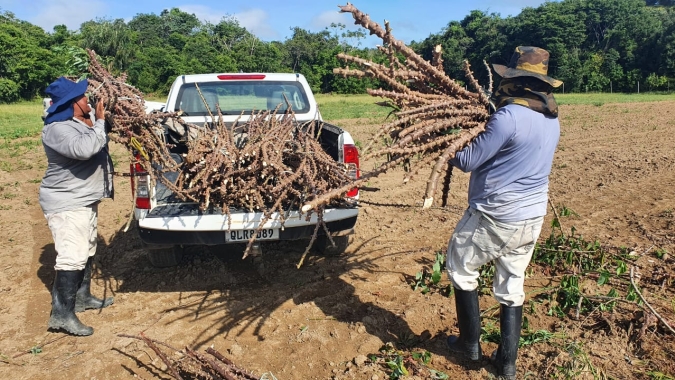 Produtores de mandioca do Amapá são capacitados em inovação tecnológica