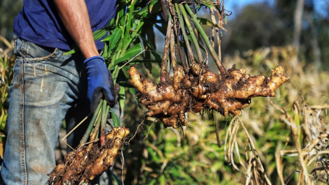 IAC firma parceria inédita com a Prefeitura de Tapiraí para o fortalecimento da produção de gengibre e a agricultura familiar