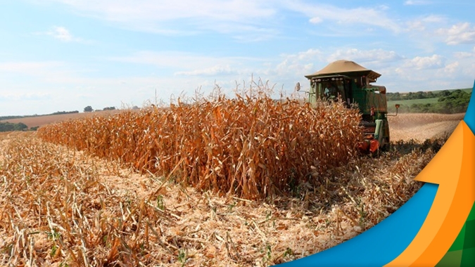 Balsas/MA encerra colheita da safrinha com perda de 40% e agora espera chuva para plantar a soja