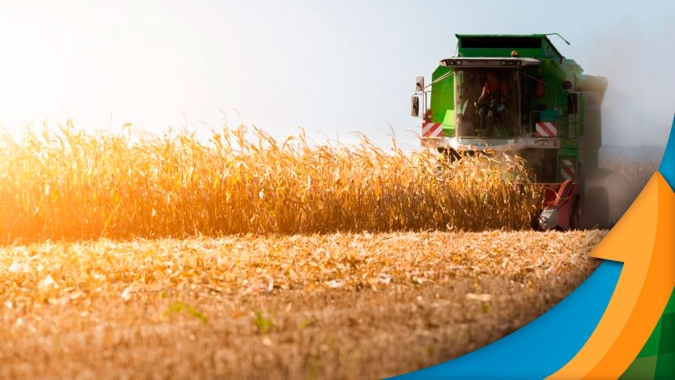 Goiás começa a colher milho esperando produção 22% menor do que a da safra passada
