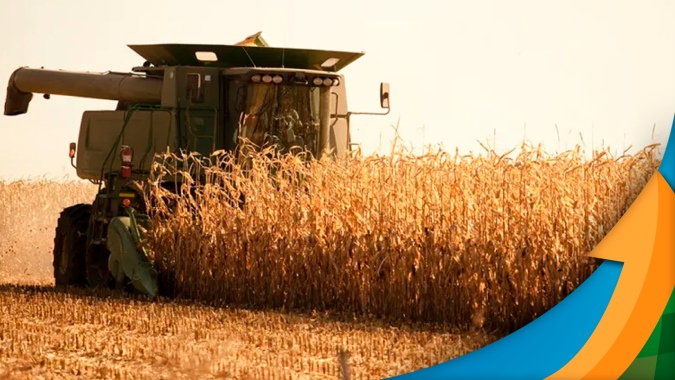 Colheita do milho em Guaíra/PR avança e vai registrando perda de 65% na produtividade esperada