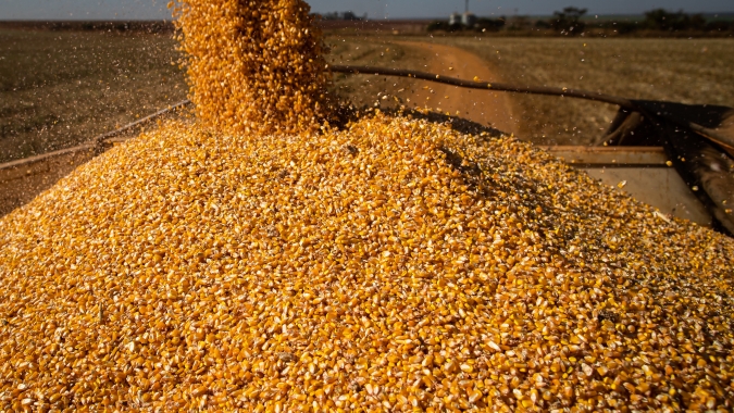 Conab aponta colheita da safrinha de milho chegando a 97% no Brasil e plantio de verão em 32% no RS