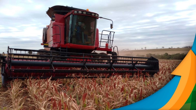 Região Noroeste de São Paulo colhe o sorgo com queda de produtividade