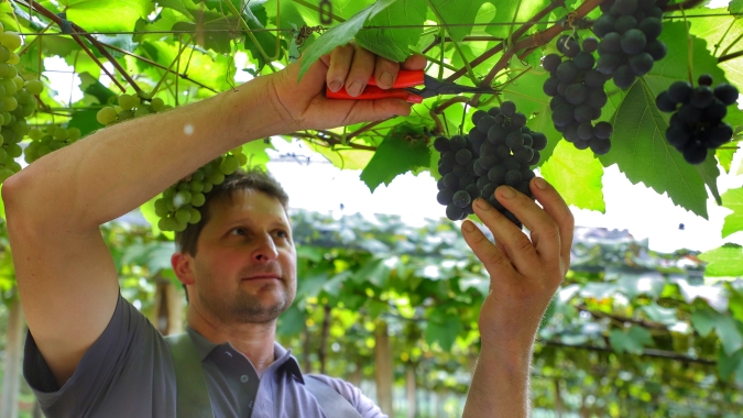 Colheita de uva já começou no Paraná, sexto maior produtor da fruta no Brasil