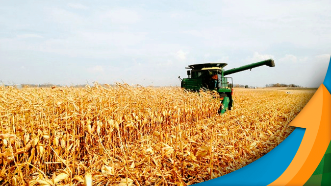 Palotina (PR) termina a colheita do milho safrinha registrando 60% de quebra na produtividade por escassez de chuva