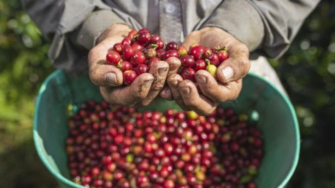Produção de café na Colômbia não é suficiente para compensar o tamanho da redução da oferta do Brasil