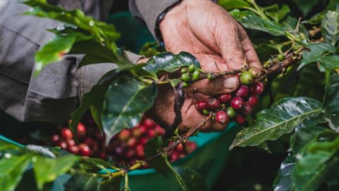 Colômbia reporta 10% de alta na produção de arábica em fevereiro; exportação tem queda