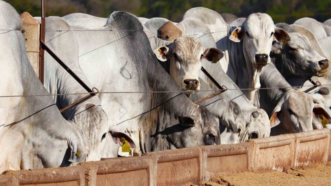Agrobrazil: Mato Grosso do Sul tem negócios captados com média de R$ 302,79