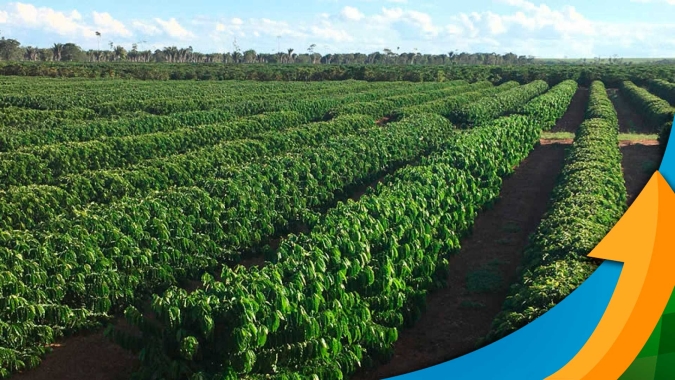 Brasil vai responder UE com dados: Estudo mostra que cultivo de café conilon no Espírito Santo possui balanço de carbono negativo