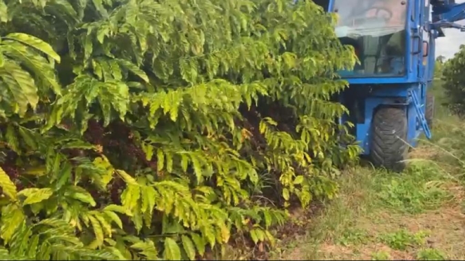 Colheita mecanizada no conilon: Testes na safra 22 foram positivos e podem ajudar mudar rumo da produção no Brasil
