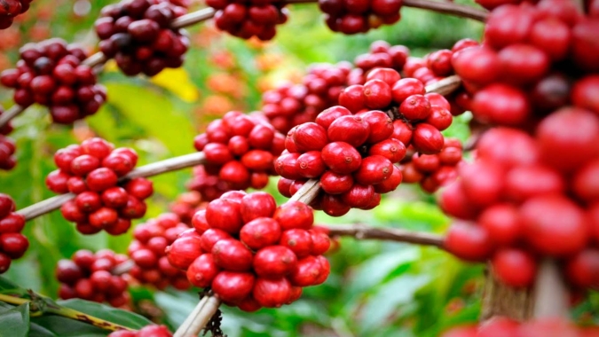 Produção de café canephora do Vietnã estimada em 29 milhões de sacas, 37,6% do total da safra mundial de 2024/25