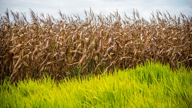 Menor área de milho no Brasil gera busca por alternativas e nova compreensão sobre a agricultura sustentável