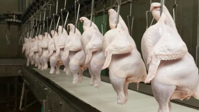 Consumo de frango no Brasil chega a 46,7 kg por habitante e impulsiona avicultura