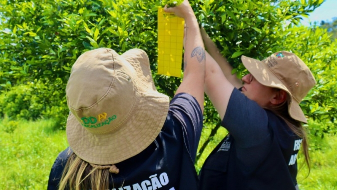Secretaria da Agricultura do RS faz monitoramento do greening com uso de armadilhas adesivas em pomares de citrus