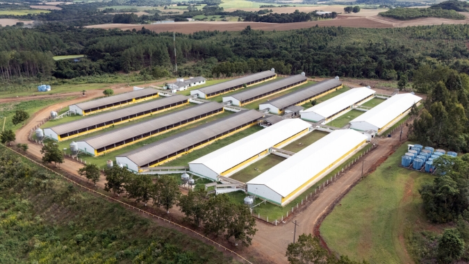 Copercampos investe R$ 45 milhões para dobrar produção de suínos e ampliar rede de integrados