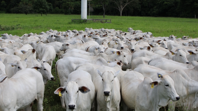 Agrobrazil: Segunda semana de agosto encerra com valorização na cotação média do Pará e recuo em São Paulo