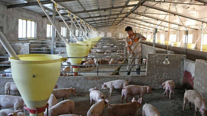 Produção de suínos e de carne da China cairá em 2022, diz especialista do USDA
