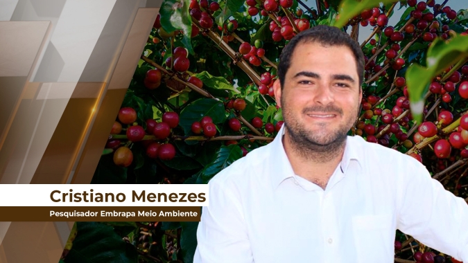 Polinização assistida: abelhas ajudam a melhorar o rendimento, a qualidade e o valor de mercado do café