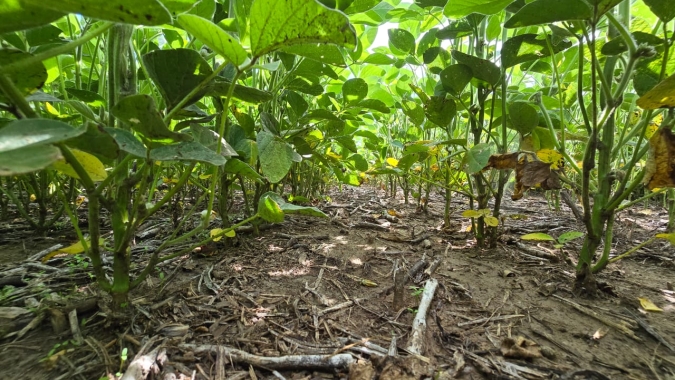 Chuvas na Argentina devem favorecer lavouras de soja e milho, diz bolsa