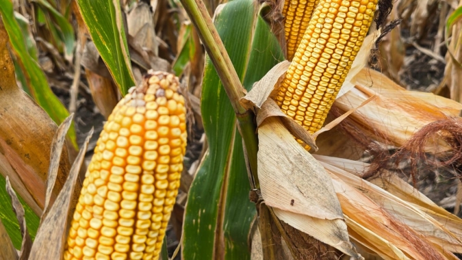 Área de milho cairá 17% na Argentina em 2024/25 para 6,3 mi ha, prevê bolsa