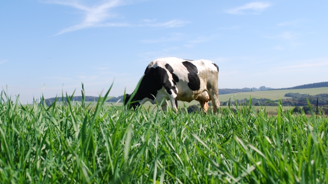 Manejo de pastagens para otimizar a produção de leite à base de pasto em destaque no 12º SBSBL