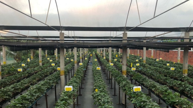 Projeto dos Bioinsumos contrapõe-se à nova proposta para agrotóxicos
