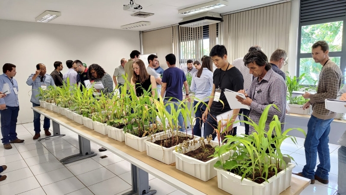 Embrapa: Abertas inscrições para Curso de Produção de Soja