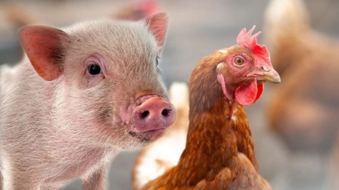 SP inicia atualização de rebanhos; suínos e aves também devem ser declarados