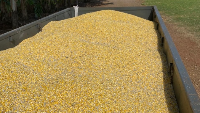 Milho: preço e demanda cria cenário favorável aos produtores