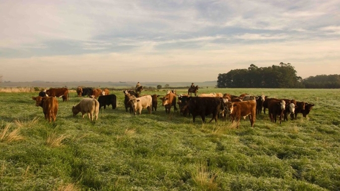 É hora de semear pastagem: Kit Forrageira já está disponível para os pecuaristas catarinenses