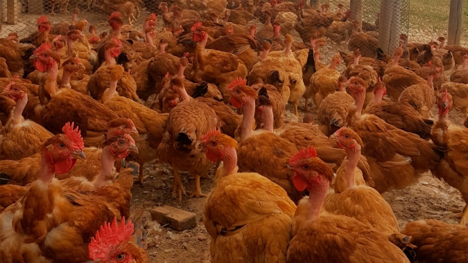 Desempenho do frango, boi e suíno vivos em janeiro de 2020
