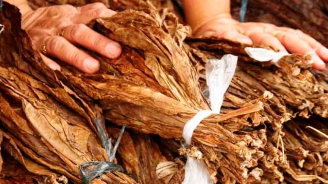Debate irá colocar trabalhador no centro do futuro do tabaco