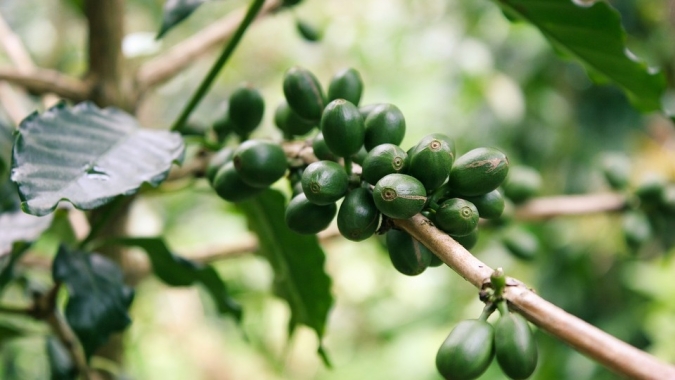 Café verde fica entre os principais produtos exportados para o Canadá: Indicadores mostram potencial do mercado