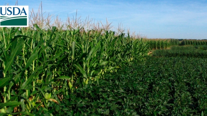 USDA estima área plantada com soja 12% maior em 2020/21 ante 2019/20 nos EUA