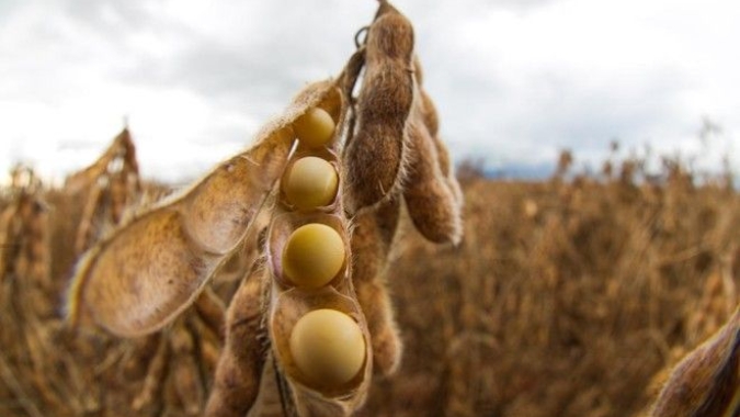 Soja supera os US$ 15 por bushel no contrato maio/21 ainda com força do óleo e clima nos EUA