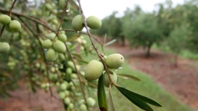 Área cultivada com azeitona cresceu mil hectares no Brasil e colheita registra resultados 70% maiores do que safra passada