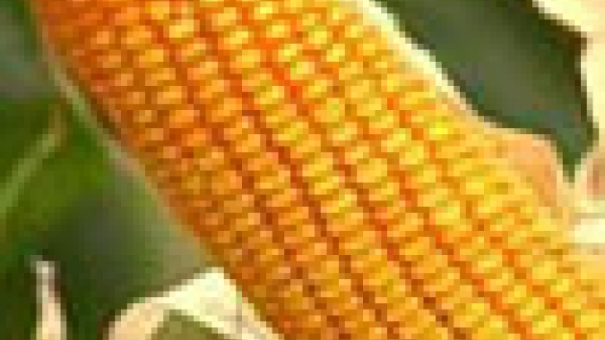 Milho/Cepea: Cereal é negociado acima dos R$ 100/sc em algumas praças