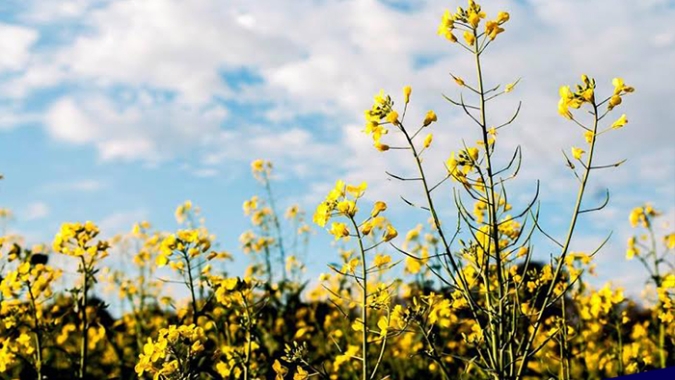 Exportações ucranianas de canola podem parar por confusão alfandegária, diz sindicato