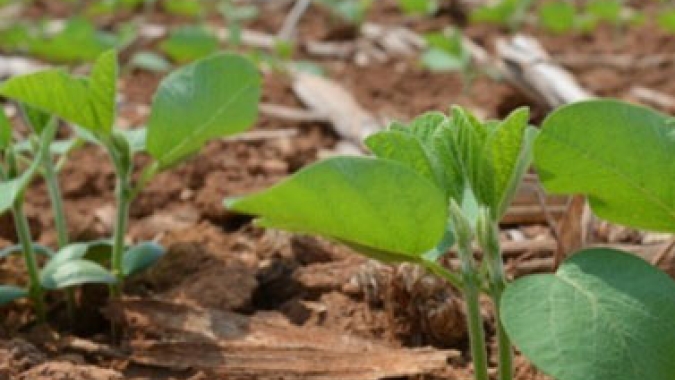 El Niño causa disparidades no plantio da soja do MT, ameaça milho safrinha