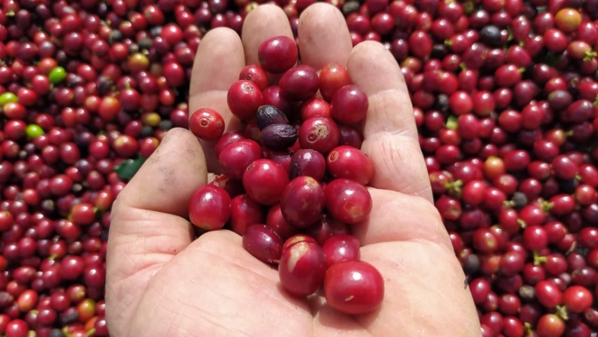 Colheita da safra 21 de café chega a 48%, indica Safras & Mercado