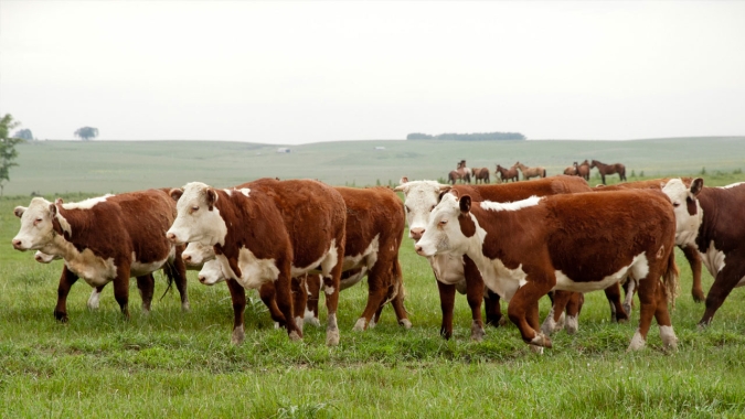 Rally da Pecuária vai percorrer 12 estados brasileiros para acompanhar a produtividade e sustentabilidade do setor
